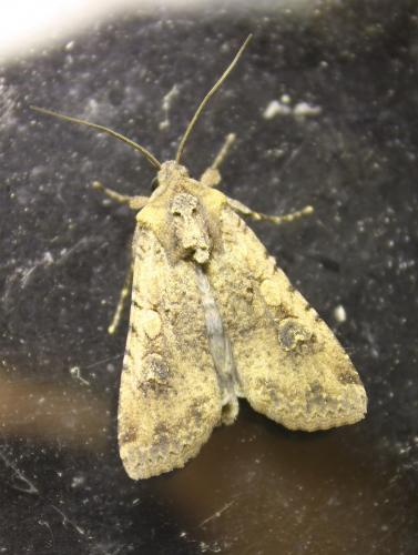 Réf. 219 035 : Peridroma saucia
